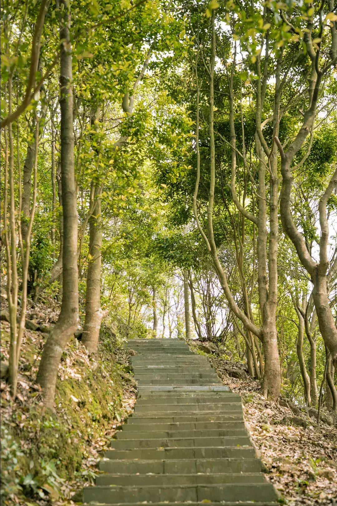 深圳10个适合一日游的景点！人少景美还免费  第19张