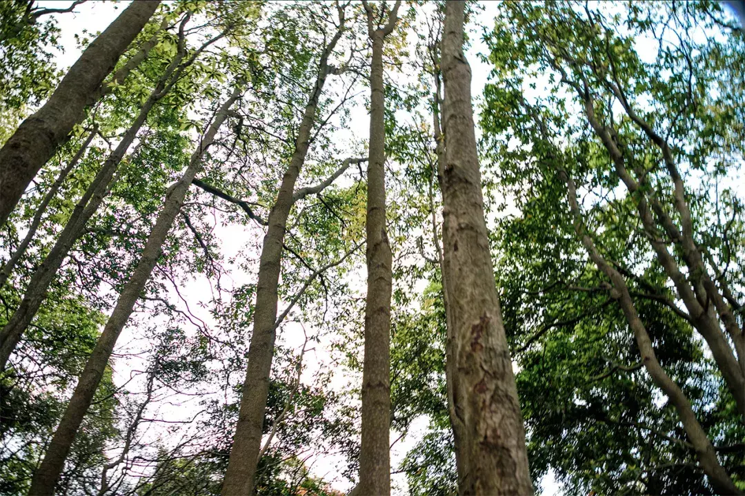 深圳10个适合一日游的景点！人少景美还免费  第26张