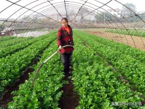 教你自制EM菌液，用它种植蔬菜和发酵生物菌肥，效果杠杠的-图2