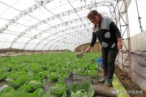 教你自制EM菌液，用它种植蔬菜和发酵生物菌肥，效果杠杠的-图3