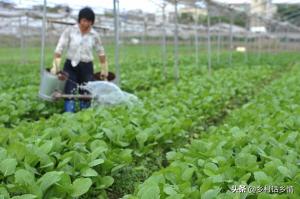 教你自制EM菌液，用它种植蔬菜和发酵生物菌肥，效果杠杠的-图4