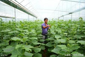 钾肥使用不当，用的再多也白搭！教你怎么正确选择钾肥！  第5张