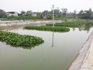 野生黄鳝泥鳅PK人工养殖，谁更好？-图2