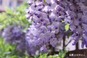 紫藤花花语是什么意思 紫藤花的寓意