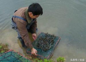 最受吃货喜欢的食物，如果用淡水养殖龙虾要怎么做？