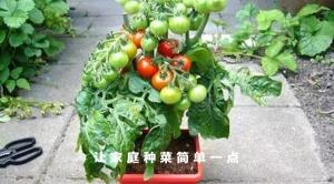 家庭种菜：番茄（西红柿）的最详细种植步骤及注意事项 !-图1