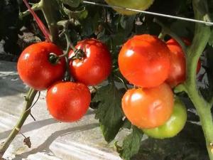 家庭种菜：番茄（西红柿）的最详细种植步骤及注意事项 !-图9