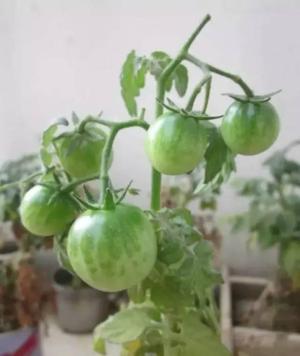 家庭种菜：番茄（西红柿）的最详细种植步骤及注意事项 !-图11