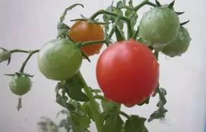 家庭种菜：番茄（西红柿）的最详细种植步骤及注意事项 !-图12