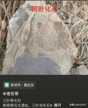 河南新密:化石可随便挖？当地自规局：禁止自行挖掘 现场已封锁