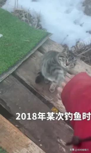 最善良的钓鱼人，没有之一，居然为流浪猫承包了一个鱼塘