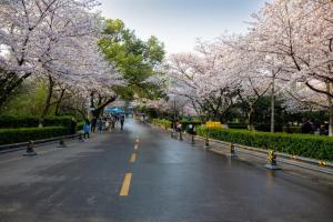 唯美！又一年武汉大学樱花雨盛景：学子追梦封神，青春与美交融  第2张