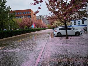 唯美！又一年武汉大学樱花雨盛景：学子追梦封神，青春与美交融  第4张