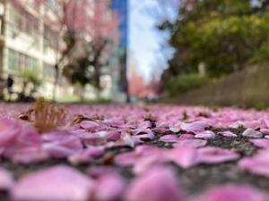 唯美！又一年武汉大学樱花雨盛景：学子追梦封神，青春与美交融