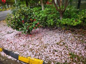 唯美！又一年武汉大学樱花雨盛景：学子追梦封神，青春与美交融  第7张