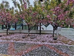 唯美！又一年武汉大学樱花雨盛景：学子追梦封神，青春与美交融  第8张