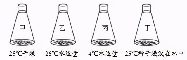 七年级生物上册种子的萌发需要掌握的知识点配近几年的中考题-图5