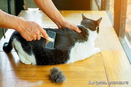 猫咪洗完澡后，6个毛发快速变干燥的小窍门-图2