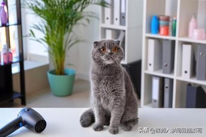 猫咪洗完澡后，6个毛发快速变干燥的小窍门-图5