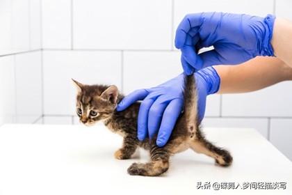 猫咪洗完澡后，6个毛发快速变干燥的小窍门-图6