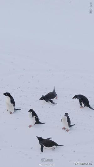 雪龙号雪龙2号回到北半球