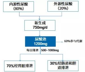 海米嘌呤高吗？尿酸高人群或者痛风患者可以吃吗？医生详细告诉您-图14