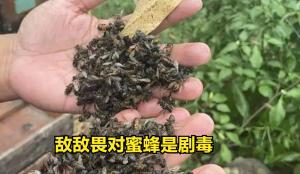 “敌敌畏”一款老牌农药，为何现在很少用了？毒性太大只是一方面  第3张