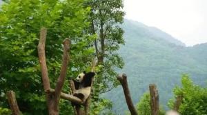 泼天的富贵降临神树坪！旅韩顶流女明星 大熊猫福宝回国倒计时4天-图12