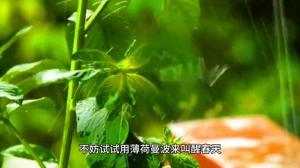 用薄荷曼波叫醒春天