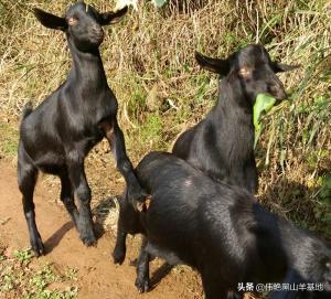 养殖黑山羊，有“三巧”，你知道吗？