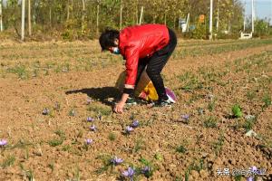 农民种植中药材藏红花，每亩只能收获2斤，巅峰时造就一批土豪-图1