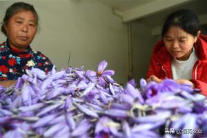 农民种植中药材藏红花，每亩只能收获2斤，巅峰时造就一批土豪-图4