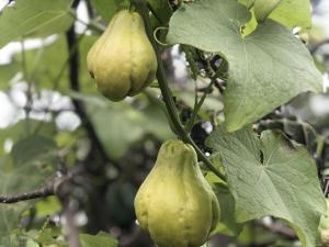 家种佛手瓜，福寿不离家！掌握这8个种植要点，佛手瓜结得挂满架  第8张