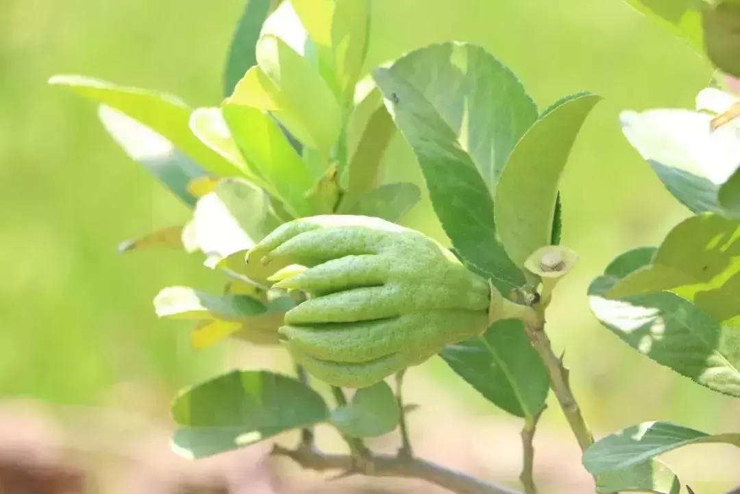 佛手，北方人没见过的植物，果中之仙品，全套栽培技术来了-图3