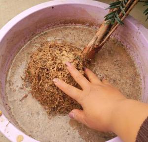 网红植物“红豆杉”，换个透气土，避免干尖黄叶，好好养，很珍贵-图3