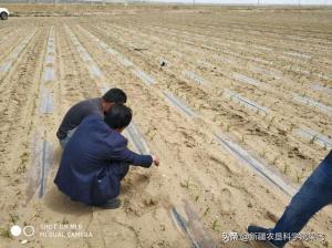 磷肥中磷酸一铵和磷酸脲，同样是含磷含氮有什么区别？-图12