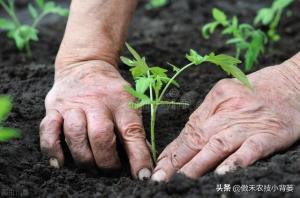 如何种好秋冬茬西红柿？这篇文章告诉你种植技巧