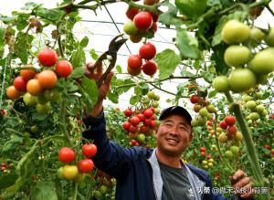 如何种好秋冬茬西红柿？这篇文章告诉你种植技巧  第12张