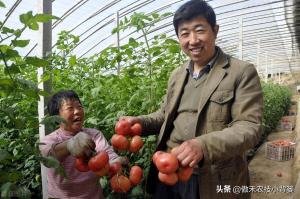 如何种好秋冬茬西红柿？这篇文章告诉你种植技巧  第16张