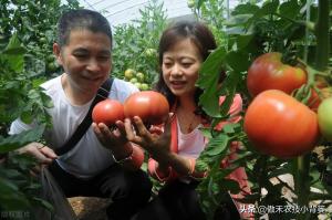 如何种好秋冬茬西红柿？这篇文章告诉你种植技巧  第19张