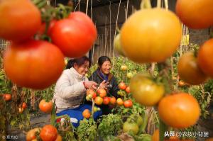 西红柿种植用好这5种小方法，同样的地块能够多收好几成！