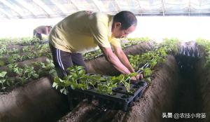 想种草莓不会种？会种草莓种不好？记住这些草莓高产种植管理技巧  第16张