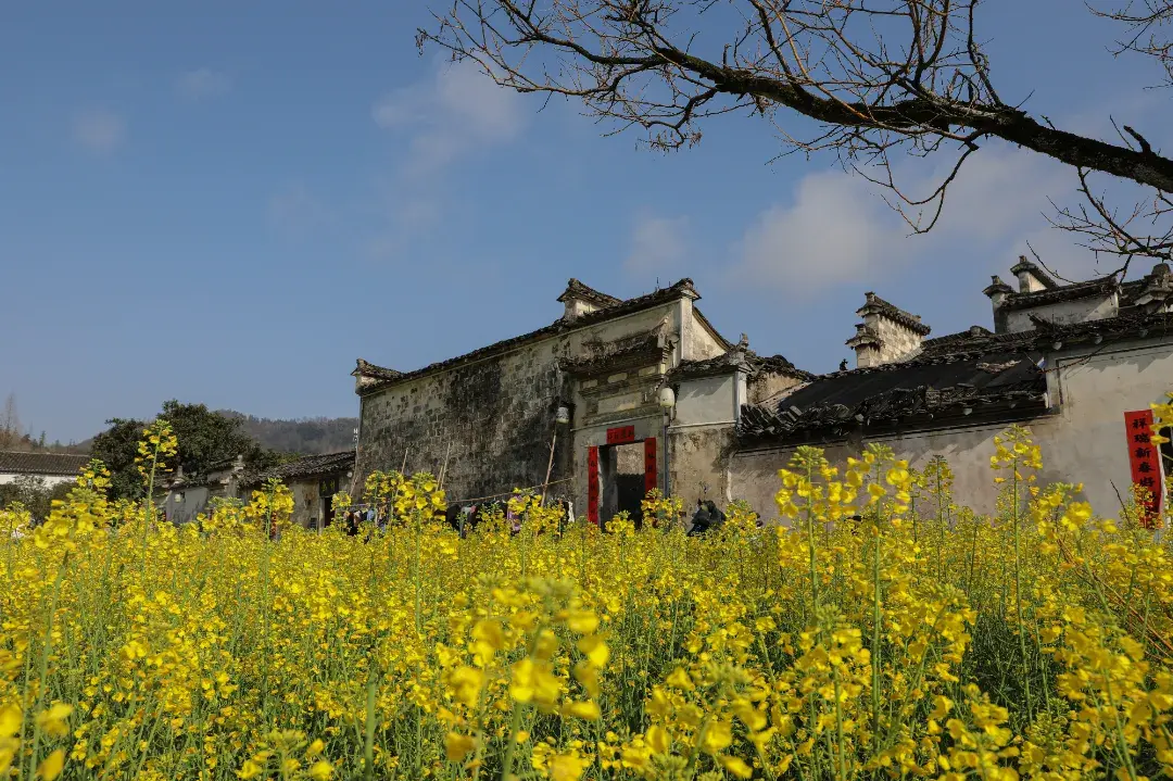 春游江淮丨快乘高铁 慢游黟县｜来徽州，上春山-图2