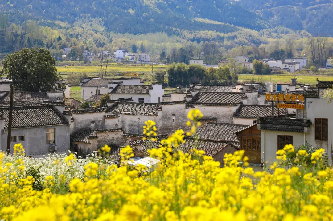 春游江淮丨快乘高铁 慢游黟县｜来徽州，上春山-图5