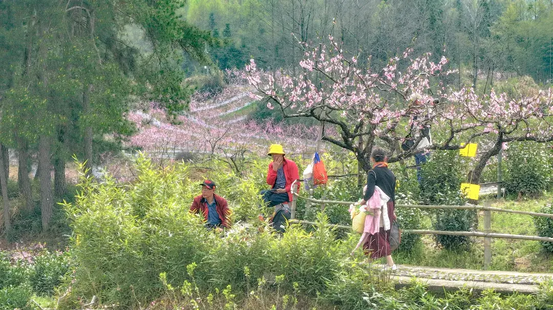 春游江淮丨快乘高铁 慢游黟县｜来徽州，上春山-图10