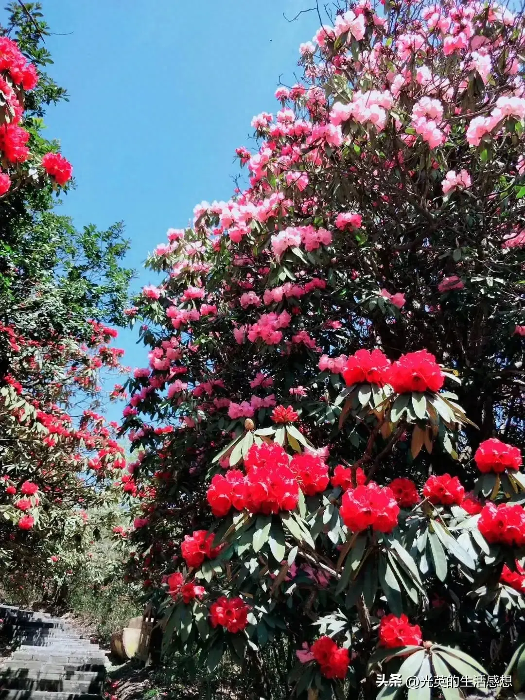 我去了毕节大方县，游了三个很美的免费景区，特别是嘎木杜鹃花