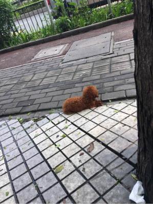 捡到一只泰迪宝宝，发现他有犬瘟，花了五千多给他治病-图1