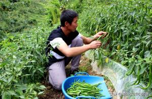 辣椒怎样种植才能更高产？这8个辣椒增产管理技巧请用好  第2张