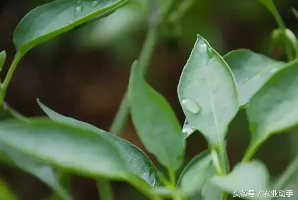 辣椒核心种植技术！-图4