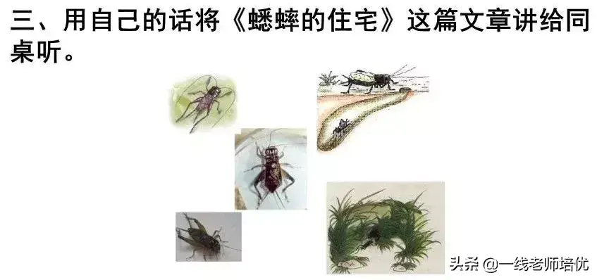 知识点+练习题 部编版四年级语文上册 11 蟋蟀的住宅-图25